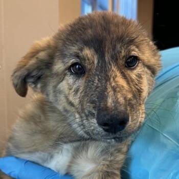 The Genius -  Australian Cattle Dog Blue Heeler Dog for Adoption in Walnut Creek, California - The Genius | PetCurious