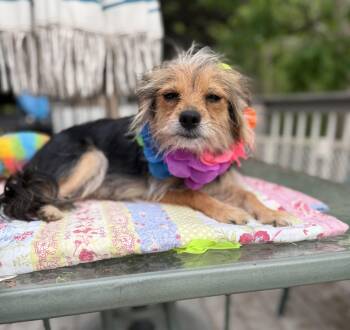 Bella -  Yorkshire Terrier and Norfolk Terrier Dog Available for Adoption - Bella | PetCurious