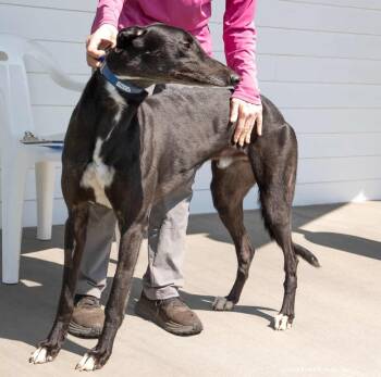 Truck -  Greyhound Dog for Adoption in Woodinville, Washington - Truck | PetCurious