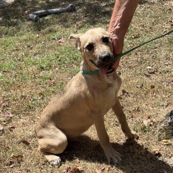 Irwin -  Hound Dog for Adoption in Slidell, Louisiana - Irwin | PetCurious