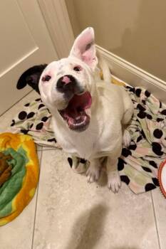 American Bulldog Dogs Available for Adoption in Germantown, Ohio - Pinto | PetCurious