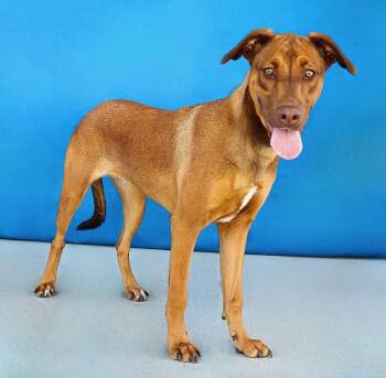 MJ -  Labradoodle Dog for Adoption in Santa Monica, California - MJ | PetCurious