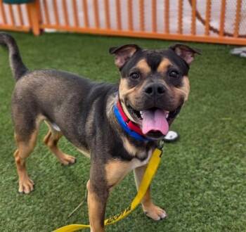 Pit Bull Terrier and Mixed Breed Dogs Available for Adoption in Las Vegas, Nevada - REGGIE | PetCurious