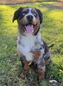 Wrangler -  Australian Shepherd Dog for Adoption in Lincoln, California - Wrangler | PetCurious