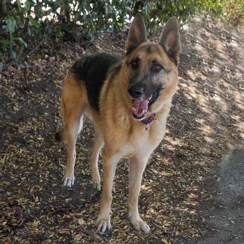 BUDDY -  German Shepherd Dog Dog for Adoption in Richmond, California - BUDDY | PetCurious