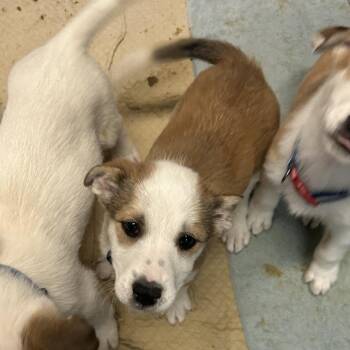 Shepherd and Mixed Breed Dogs Available for Adoption in Flagstaff, Arizona - Debbie | PetCurious