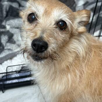 Twinkie -  Mixed Breed Dog for Adoption in Richmond, Texas - Twinkie | PetCurious