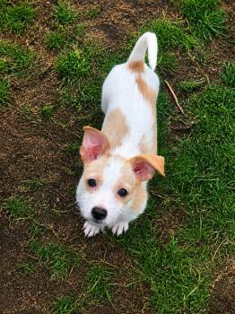 Anastasia (380) -  Chihuahua and Terrier Dog Available for Adoption in Plymouth, Michigan - Anastasia (380) | PetCurious