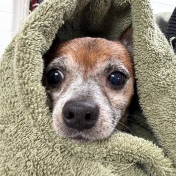 YORK-Stray-16832 -  Chihuahua Dog for Adoption in York, Pennsylvania - YORK-Stray-16832 | PetCurious