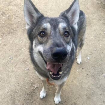 CHEWY -  German Shepherd Dog and Siberian Husky Dog for Adoption in Ontario, California - CHEWY | PetCurious