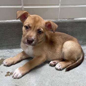 Volley -  Labrador Retriever and Mixed Breed Dog for Adoption in Long Beach, California - Volley | PetCurious