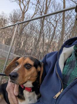 Beagle Dogs Available for Adoption in Swansea, Massachusetts - Francis | PetCurious