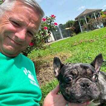 Sherman -  French Bulldog Dog for Adoption in Windsor, Virginia - Sherman | PetCurious