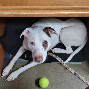 Rocky OFFICE -  Bull Terrier and Mixed Breed Dog for Adoption in Union, Missouri - Rocky OFFICE | PetCurious