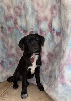 Pug and Border Collie Dogs Available for Adoption - Lettie | PetCurious