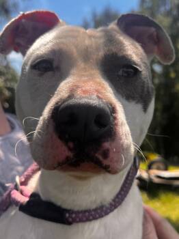 Rescue American Staffordshire Terrier and Mixed Breed Dogs for Adoption in Thomasville, Alabama - Daphne | PetCurious