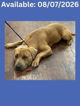Dog Kennel # 5 -  Pit Bull Terrier Dog for Adoption in Greenville, Texas - Dog Kennel # 5 | PetCurious