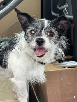 Mixed Breed Dogs Available for Adoption in Dallas, Texas - GEEZER | PetCurious
