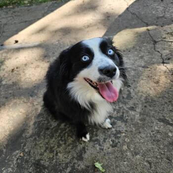 Stein 26-091 -  Australian Shepherd and Mixed Breed Dog for Adoption in Little Rock, Arkansas - Stein 26-091 | PetCurious