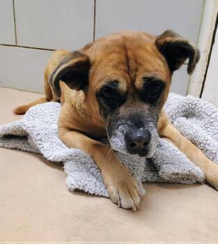 Mixed Breed Dogs Available for Adoption - Lazy Susan | PetCurious