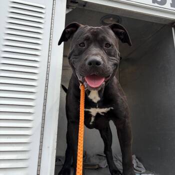 Mixed Breed Dogs Available for Adoption in Chattanooga, Tennessee - Mamba | PetCurious