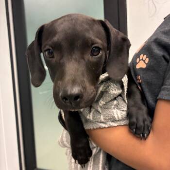 Tia -  Black Labrador Retriever and Dachshund Dog for Adoption in Abilene, Texas - Tia | PetCurious