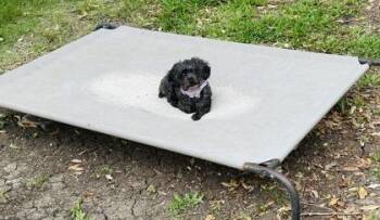 Poodle and Mixed Breed Dogs Available for Adoption in Fort Worth, Texas - Sophia | PetCurious