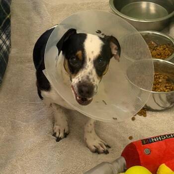 Jack Russell Terrier and Chihuahua Dogs Available for Adoption in West Palm Beach, Florida - Jose | PetCurious