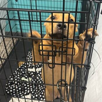 Rescue Labrador Retriever Dogs for Adoption in St. Louis, Missouri - Kettle Corn | PetCurious