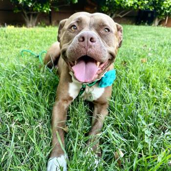 American Bully and Pit Bull Terrier Dogs Available for Adoption in Los Angeles, California - Brandy | PetCurious
