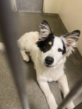 Border Collie Dogs Available for Adoption in Vancouver, Washington - Max | PetCurious