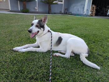 Rescue Australian Shepherd and German Shepherd Dog Dogs for Adoption in Arvada, Colorado - Taki | PetCurious