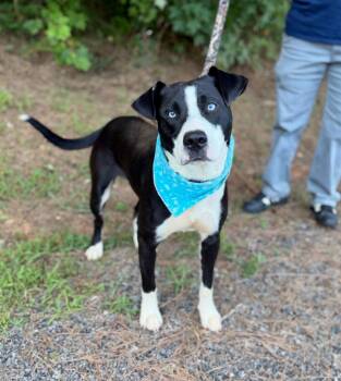 Buddy -  Mixed Breed Dog for Adoption in Ellijay, Georgia - Buddy | PetCurious