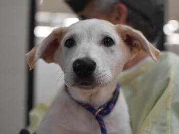 Potatoes -  Shepherd Dog for Adoption in Portland, Oregon - Potatoes | PetCurious