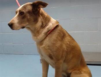 Rescue Siberian Husky Dogs for Adoption in San Marcos, California - SAVE ME PLEASE - MALINDA - ID#A543669 | PetCurious