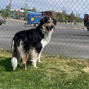 Australian Shepherd Dogs Available for Adoption in Prineville, Oregon - Aries | PetCurious