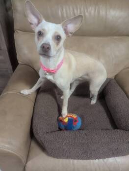 Jack Russell Terrier Dogs Available for Adoption in Oakland, California - Analiese  | PetCurious