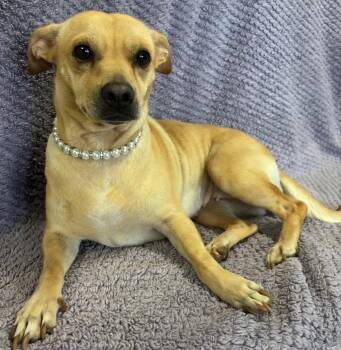 Rescue Chihuahua and Terrier Dogs for Adoption in Lodi, California - Princess | PetCurious