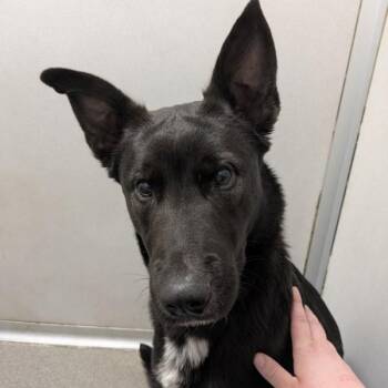 Shepherd Dogs Available for Adoption in Des Moines, Iowa - Peeve | PetCurious