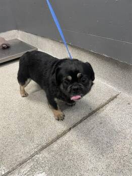 MILKSHAKE -  Pug and Pekingese Dog Available for Adoption in Tallahassee, Florida - MILKSHAKE | PetCurious
