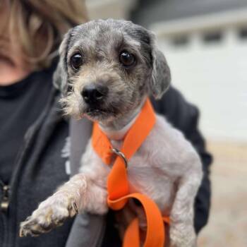 Rescue Shih Tzu Dogs for Adoption in Campton Hills, Illinois - Bijou | PetCurious