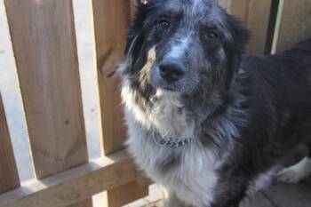 Australian Shepherd Dogs Available for Adoption - 1040 Paoli | PetCurious