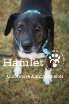 HAMLET -  Terrier Dog for Adoption in Claremore, Oklahoma - HAMLET | PetCurious