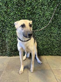 Shepherd and Mixed Breed Dogs Available for Adoption - Willow | PetCurious