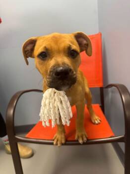 Poe -  Terrier and Boxer Dog for Adoption in Zanesville, Ohio - Poe | PetCurious