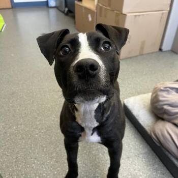 Mixed Breed Dogs Available for Adoption in Pittsburgh, Pennsylvania - Sylvia | PetCurious