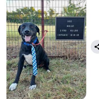 Black Labrador Retriever and Mixed Breed Dogs Available for Adoption - Ike | PetCurious