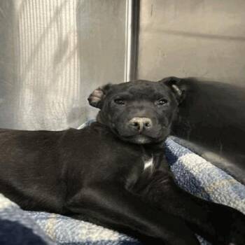 American Staffordshire Terrier Dogs Available for Adoption in Indianapolis, Indiana - Tuggboat | PetCurious