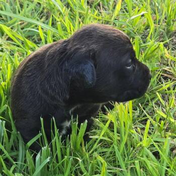 Hedy -  Boxer and Mixed Breed Dog for Adoption in Oakville, Washington - Hedy | PetCurious
