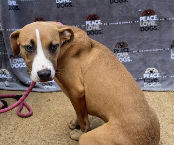 Rescue Pit Bull Terrier Dogs for Adoption in Jacksonville, Texas - Ares | PetCurious